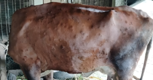 बागमती प्रदेशमा मात्रै १८ हजार भन्दा बढी गाई ‘लम्पी स्किन’ संक्रमित। 
