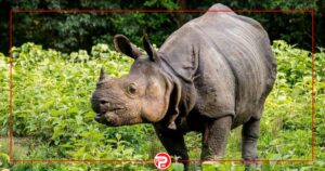 कञ्चनपुरमा गैँडाको आक्रमणबाट एकको मृत्यु