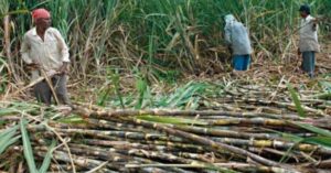 सस्तोमा उखु बेच्दै सर्लाहीका किसान