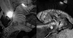 मकवानपुरमा भैँसी गोठमा बाघ मृत फेला