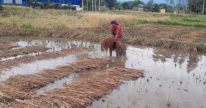 हावाहुरीसहितको वर्षाले मधेसको धानबालीमा व्यापक क्षति