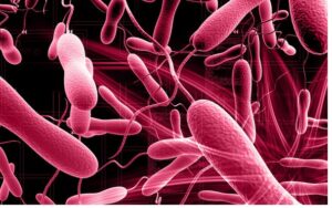 सुडानमा ३० लाखभन्दा बढि मानिस हैजाको जोखिममा