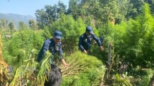 धनकुटा र भोजपुरको गाँजा खेती नष्ट