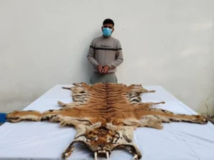 कैलालीमा चितुवाको छालासहित एक युवक पक्राउ