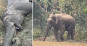 निकुञ्ज सुरक्षाकर्मीकै गोली लागेर चितवनमा हात्तीको मृत्यु