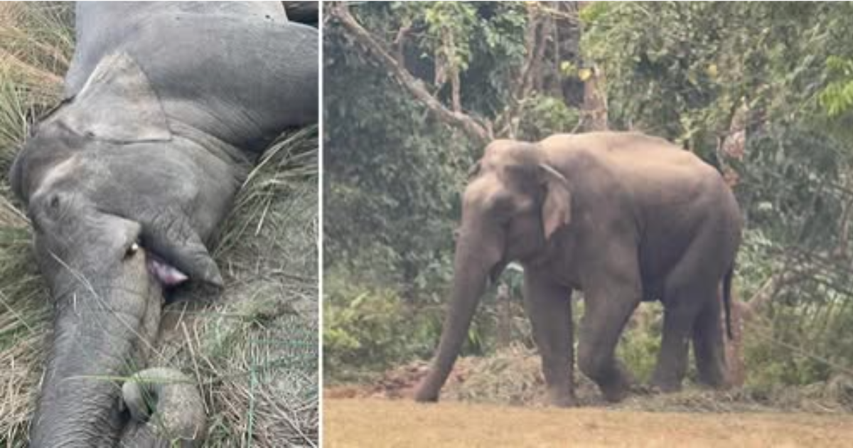 निकुञ्ज सुरक्षाकर्मीकै गोली लागेर चितवनमा हात्तीको मृत्यु
