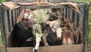 २५ वटा गोरुसहितको ट्रक नियन्त्रणमा, तस्करीमा प्रहरीनै मिलेको आरोप