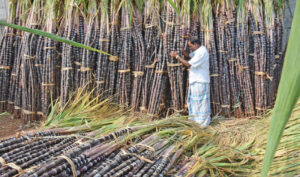 सर्लाहीका ४७ जना उखु किसान सम्मानित