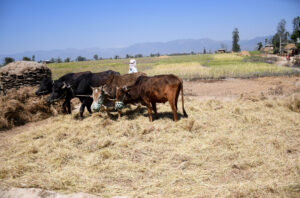 दाङमा मुसुरो दाइँमा किसानको चटारो