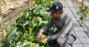 सागसब्जी खेतीबाट वार्षिक सात लाख आम्दानी गरिरहेका हिराबहादुर