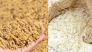 वीरगञ्ज नाका हुँदै सात महिनामा रु आठ अर्ब ६८ करोड मूल्यको धान–चामल आयात