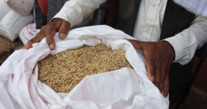 कृषकलाई चैते धानको बीउ अनुदानमा