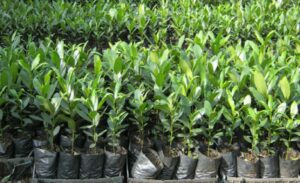 दुई लाख बिरुवा उत्पादन गर्दै डिभिजन वन कार्यालय