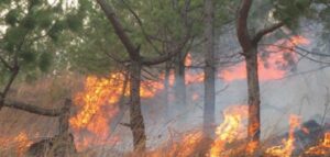 पाल्पामा ७ सय ११ हेक्टर जंगल डढेलोले सखाप