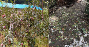 जुम्लामा असिनापानीले स्याउका बिरुवामा क्षति