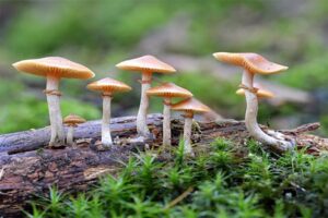 विषालु च्याउ खाँदा एकै परिवारका तीन जना बिरामी