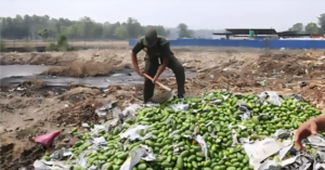 धनगढी उपमहानगरद्वारा विषादी प्रयोग गरिएका आँप नष्ट