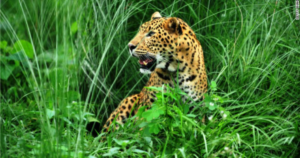 बन्दीपुरमा चितुवा समात्न प्राविधिक परिचालन