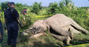 ‘करेन्ट’ लागेर जङ्गली हात्तीको मृत्यु