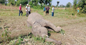 बराहक्षेत्रमा जङ्गली हात्ती मृत फेला