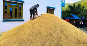 मधेसमा तोकियो धानको न्यूनतम समर्थन मूल्य