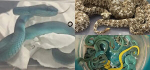 विमानमा सर्प तस्करी : दर्जनौं विषालु भाइपरसहित भारतीय पक्राउ