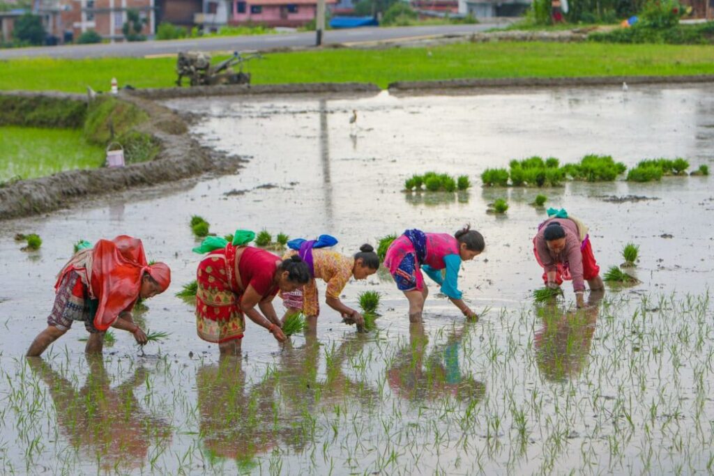 देशभरि ८० प्रतिशत धान रोपाइँ सकियो
