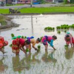 असार मसान्तसम्म ६१.६२ प्रतिशत धान रोपाइँ सकियो
