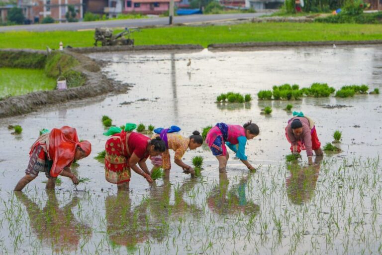 देशभर २४.९ प्रतिशत धान रोपाइँ, पर्याप्त वर्षा नहुँदा समस्या