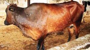 पाँच प्रदेशमा फैलियो लम्पी स्किन