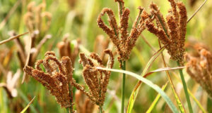 आज राष्ट्रिय कोदो दिवस मनाइँदै