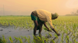 मधेशमा रोपाइँ साढे १० प्रतिशतले घट्यो