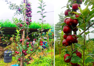 जनप्रतिनिधिको व्यावसायिक स्याउखेती