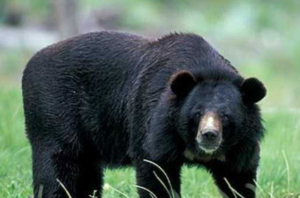 जुम्लाको हिमामा भालुको आक्रमण ,दुई जना घाइते