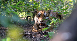 बाघको आक्रमणबाट एक महिलाको मृ*त्यु