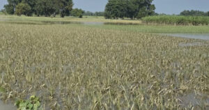 वर्षा र हावाहुरीका कारण १५ प्रतिशत धान बालीमा क्षति