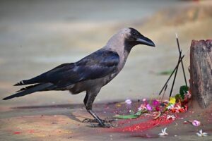 उज्यालोको पर्व तिहार सुरु: आज कागतिहार