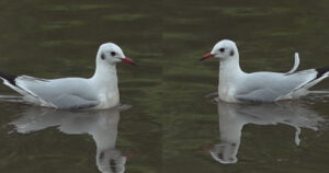 काठमाडौंमा दुर्लभ ‘कालो टाउके दंगा चिल’को बथान देखियो