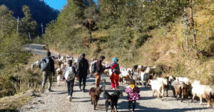 हिमपात र चिसो छल्न बेँसीतिर झर्दै भेडीगोठ