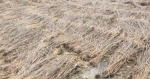 बेमौसमी वर्षाले  रामेछापमा ८७ हेक्टरभन्दा बढी धानबालीमा क्षति