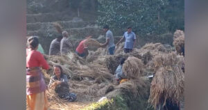किसानलाई धान भित्र्याउने चटारो, बर्षाले १३९ मेट्रिक टन धानबाली नष्ट