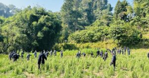 ३० बिघा जग्गामा गरिएको गाँजा फँडानी