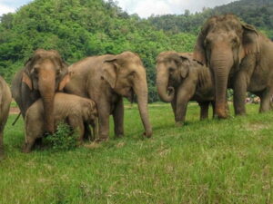 झापा र मोरङमा मानव-हात्ती द्वन्द्वको जोखिम बढ्यो