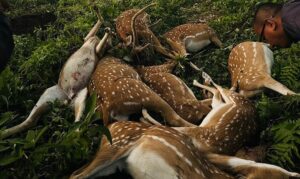 तोरीमा छरेको विषादीले नौ वटा मृगको मृ*त्यु