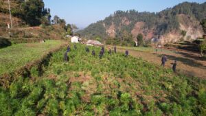 ३० विगाह क्षेत्रफलमा लगाइएको गाँजा र अफिम खेती नष्ट