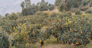 स्याङ्जाको कृषक समूहले बेच्यो ८७ लाखको सुन्तला