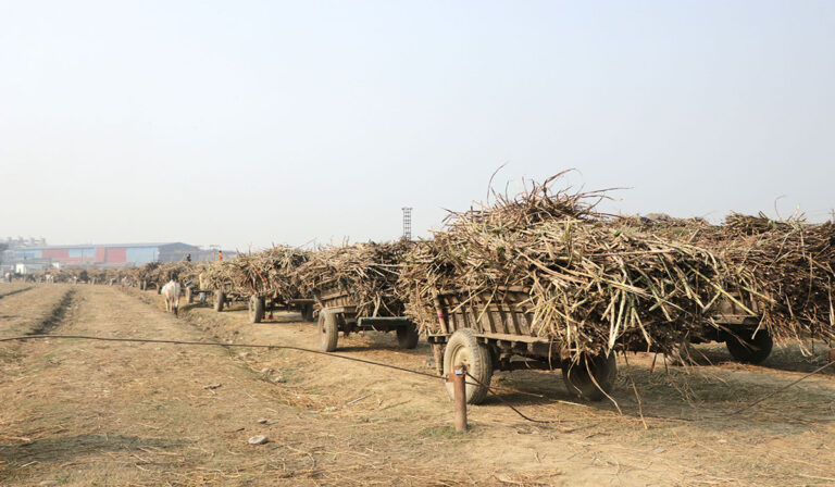 एभरेस्ट चिनी उद्योगमा लक्ष्यभन्दा कम उखु क्रसिङ