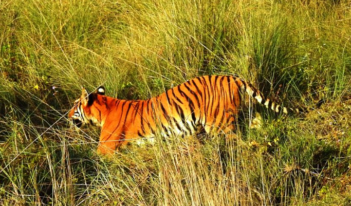 क्यामेरा ट्रयापिङ विधिबाट पाँचौँ पटक बाघ गणना सुरु