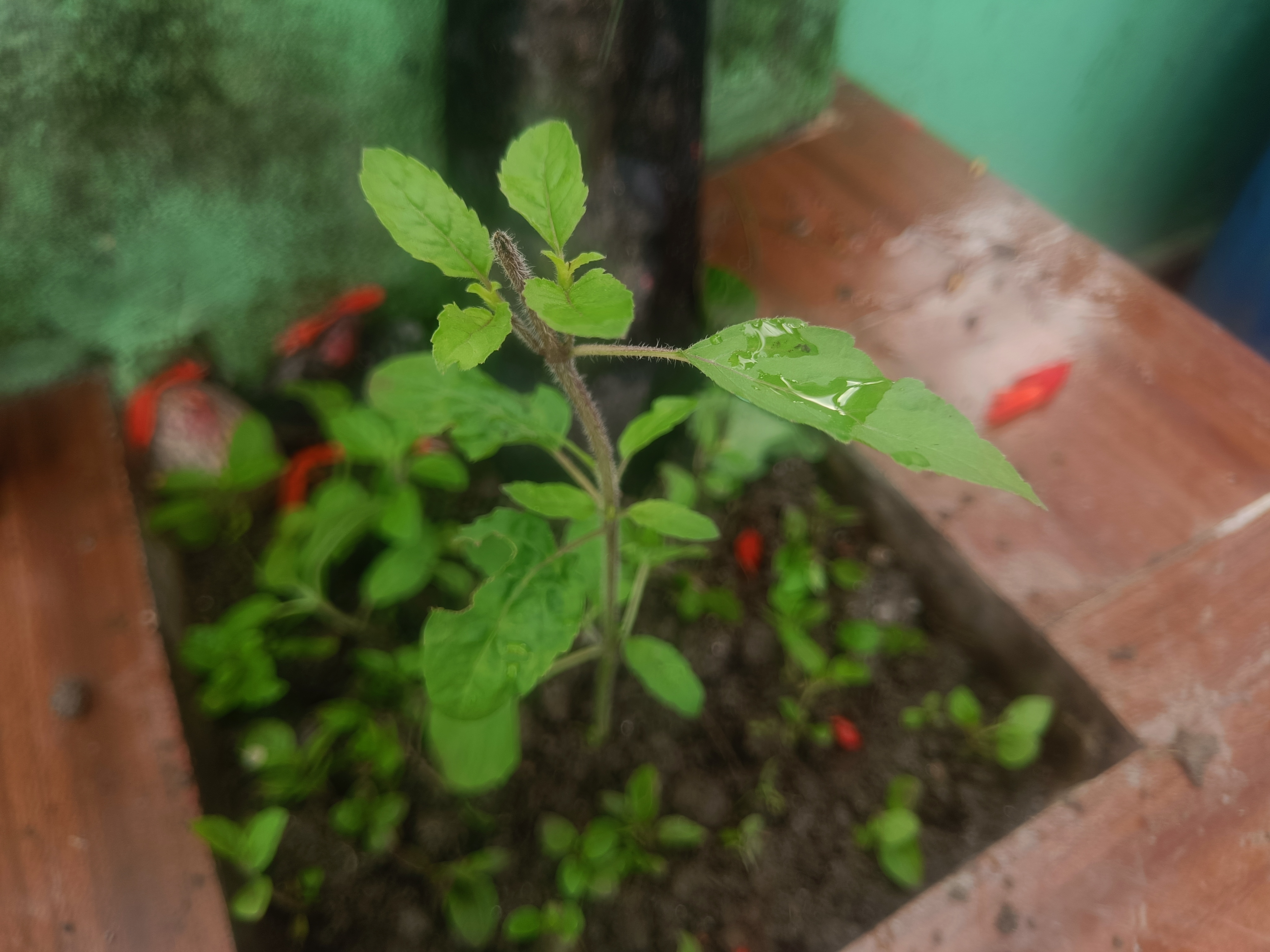 हरिशयनी एकादशी :तुलसीको बिरुवा सार्ने र चतुर्मास व्रत सुरु हुने दिन