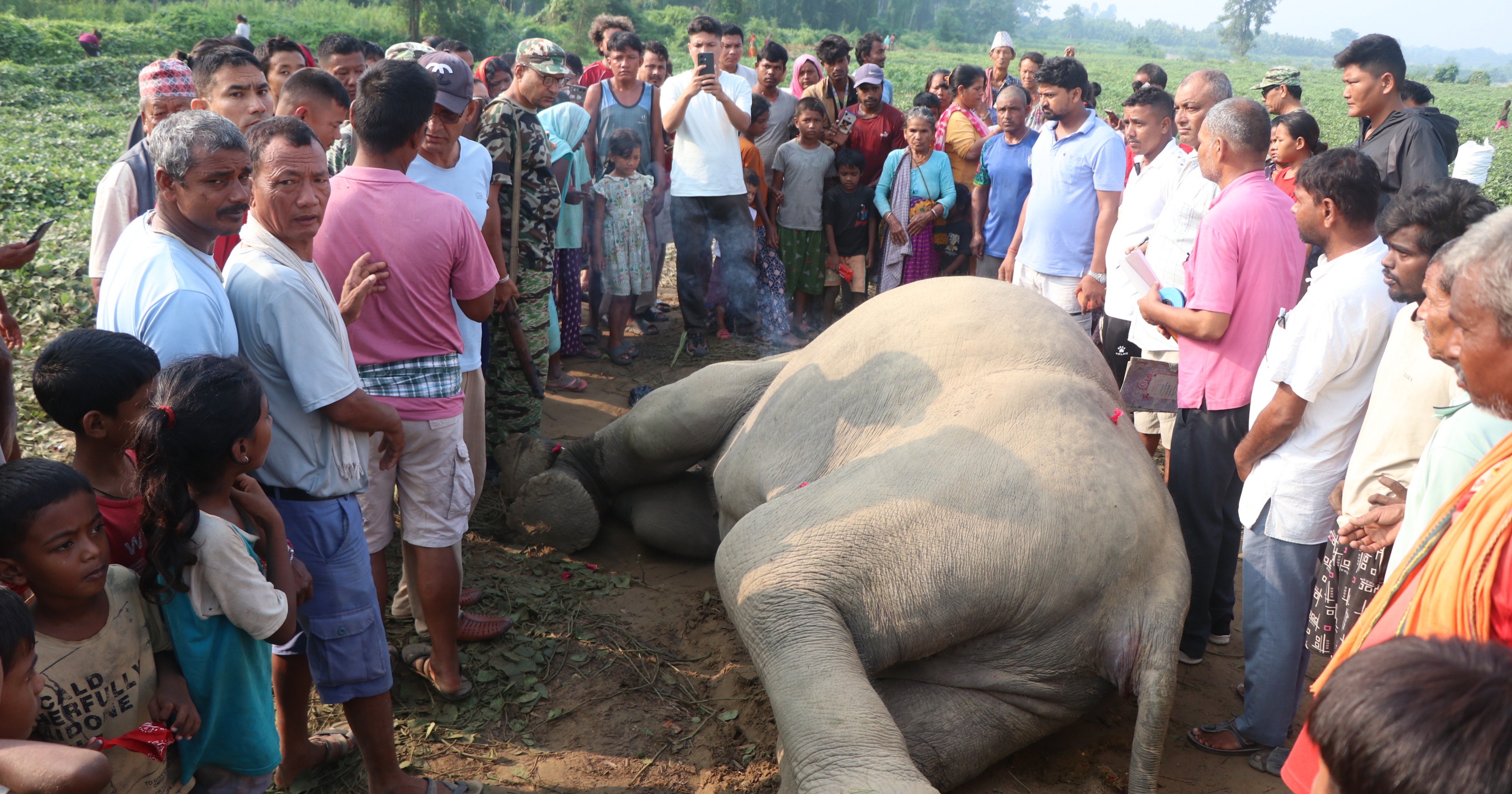 सर्लाहीको जिरायतमा पोथी हात्ती मृ*त फेला